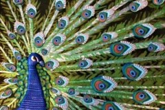 Peacock in  Bloom