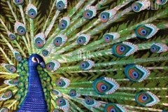 Peacock in  Bloom